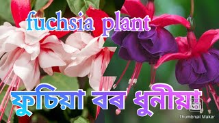 নতুন ফুল আহিল আহিব (Fuchsia)@JikMikDailyLife #dibrugarh #nursery #8876792319