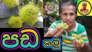 පඩ කමු | pada kamu | del batu | udahalu | දැල් බටු | උඩහලු