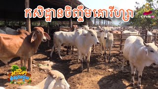 កសិដ្ឋានចិញ្ចឹមគោសាច់ និង គោពូជនៅត្រពាំងក្រឡឹង