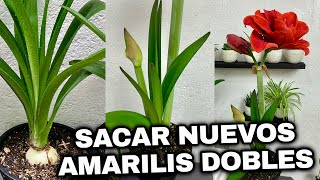 UN METODO PARA SACAR NUEVOS COLORES De AMARILIS, LIRIOS O AZUCENAS