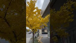 How this green tree change into yellow #shorts