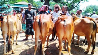 খামার উপযোগী গাভীন গরু বিখ্যাত ধাপের গরুর হাট বাজার || ৭ ফেব্রুয়ারি ২০২৫ || gorur hat | gavi goru