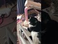 Adorable Cat Turns on Light By Booping Nose!