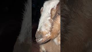 cozy by the fire ... OG Goat - get Comfortable - Enjoying the Good Life  #shortvideo