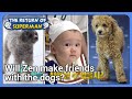 Will Zen make friends with the dogs? (The Return of Superman Ep.405-6) | KBS WORLDTV 211107