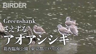 BIRDER「さえずるアオアシシギ（Greenshank）」（BIRDER編集部）