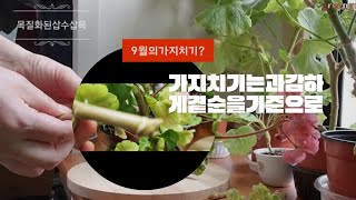 9월의 제라늄 가지치기는어떻게 하는지?망가진몸매다시태어나기