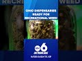 Ohio dispensaries ready as recreational marijuana sales could begin soon