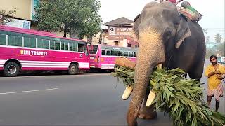 വഴിയടി....കൊമ്പനിൽ വമ്പൻ മനിശ്ശേരി രാജേന്ദ്രൻ🐘