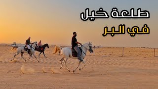 طلعة خيل في البر - الكويت