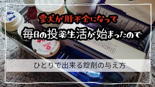 [愛犬の病気・闘病]ひとりでする薬、錠剤のあげ方