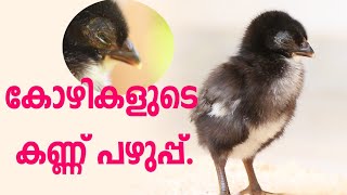 Chicken Swollen Eyes Malayalam I Kozhiyude Kannile Pazhup I കോഴിയുടെ  കണ്ണിലെ  പഴുപ്പ് I #chickenswo