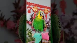 #带着宠物去赏花 #年轻人养宠图鉴 #parrot #pets #cute parrot