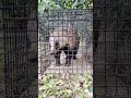 今日も箱罠に入りました。この動物何だかわかりますか？3種類達成ですが、農園ではなく、動物園になろうとしています。 箱罠　 鳥獣害　 狩猟　 みかん農家　 アナグマ