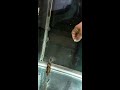 hand feeding datnoid tiger fish