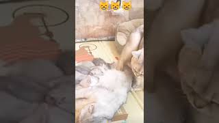 രണ്ട് കിട്ടിയാൽ എന്താ#funnycats #trending #suscribe