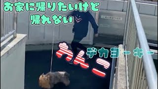 お家に帰りたいけどぐるぐる回って帰れない、デカヨーキー