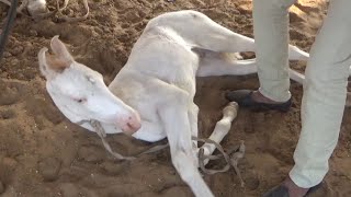 सीधा साधा इन्सान आया अपनी घोड़ी लेकर पुष्कर मेले में!! pushkar mela