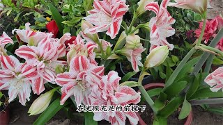 春天植物开花季，预防“消苞”需要补，促花肥要定期用