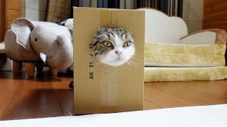 穴に不満があるねこ。-Maru is dissatisfied with the hole.-