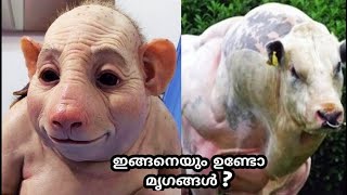 മനുഷ്യൻ നിർമിച്ച വ്യത്യസ്തമായ 5 മൃഗങ്ങൾ | Crazy animals created by mana | Fact plus | Malayalam fact