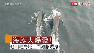 300隻海豚現蹤！「飛旋海豚」躍出海面 遊客驚呼連連 (簡姓解說員提供)