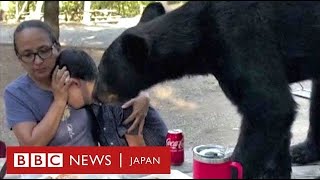 ピクニック中にクマが来た……目の前でタコスをむしゃむしゃ　メキシコ