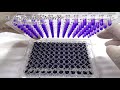 Biofilm Formation Assay Kit　同仁化学研究所