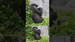 gorilla Tayari 13y1m old mom \u0026 son Jabali 3y5m old。mom. I coming