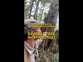 Oldgrowth vs Secondgrowth: Diverse Tree Morphologies