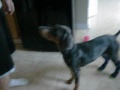 blue doberman puppy playing