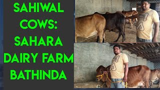 Sahara Dairy Farm, Bathinda