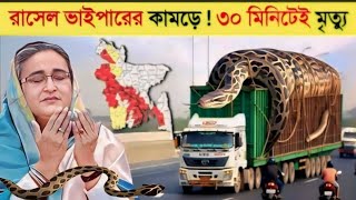 বাংলাদেশের নতুন আতঙ্কের নাম রাসেলস ভাইপার 😱 । 30 মিনিটেই মৃত্যু।