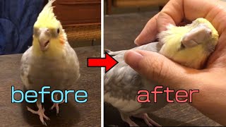 マッサージ好きのインコが幸せそうな顔になるまで【オカメインコ】