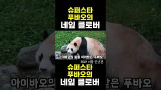 [한국농수산TV] #푸바오의 행운의 네잎 클로버 #푸바오#아이바오#러바오