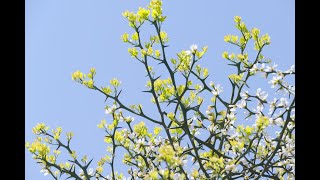 からたちの花（作詞：北原白秋、作曲：山田耕筰）