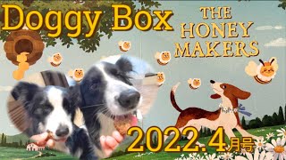 【Doggy Box】 4月号THE HONEY MAKERS 女王蜂がやってきた！！