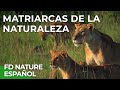 Matriarcas de la Naturaleza | Free Documentary Nature -  Español