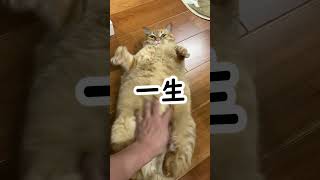 【猫】多分一生もふっていられる猫【かぎしっぽすず\u0026つむぎ】＃shorts