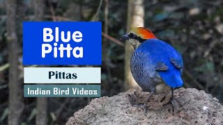 The Blue Pitta (Hydrornis cyaneus) - Indian Bird Videos