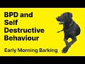 BPD and Self Destructive and Impulsive Behaviour | BPD | Borderline Personality Disorder