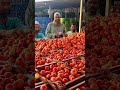 punganur tomato market 🍅 12 11 2024 tomato punganurtomatomarket trending tomatomarket