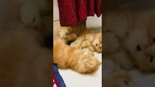 প্রতিদিন সকালে তাদের মারামারি করতে হবে।#newbornkitten #catslover