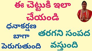 ఈ చెట్టుకి ఇలా చేయండి ధనాకర్షణ బాగా పెరుగుతుంది| తరగని సంపద వస్తుంది||Mana Balaji|remedy for money||