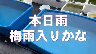 本日大雨　雨の中の金魚