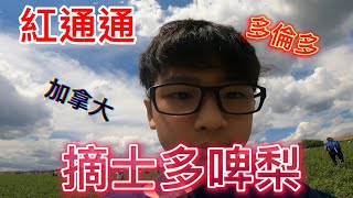 加拿大多倫多｜摘士多啤梨｜番薯￼哥Raiden｜#￼士多啤梨 #摘士多啤梨 #番薯￼哥 #Tomatokid #￼蕃茄仔 #加拿大 #多倫多￼ #Canada￼ @￼tomatokid蕃茄仔￼