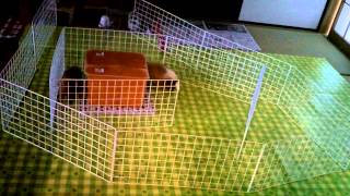 モルモットの本気スピードについて　 guinea pig running