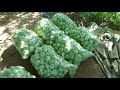 fruit and vegetables farm in malir and gadap agriculture in karachi fruits farming in pakistan