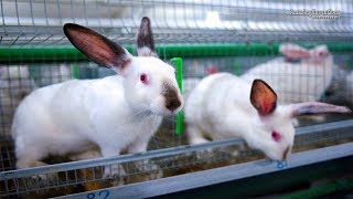 Intelligent Technology for Rabbit Farm Сolony Housing System Amazing Technology for Rabbits