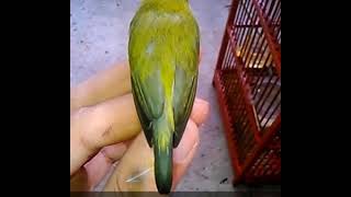 Playtube Pk Ultimate Video Sharing Website